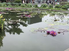 -莲花池公园