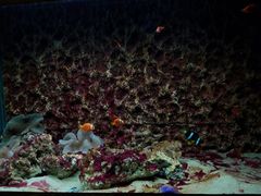 -北戴河圣蓝海洋公园