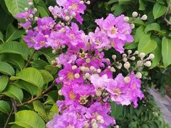 -厦门园林博览苑