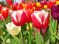 -大宁郁金香公园-停车场