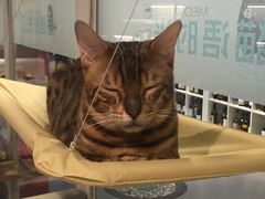 -小时光咖啡馆(开森度假森林店)
