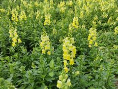 -天适樱花悠乐园