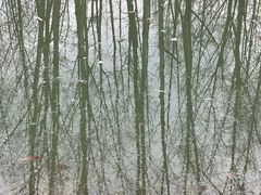 -桤木河湿地公园