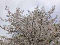 -北极阁公园