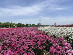 -荷兰花海