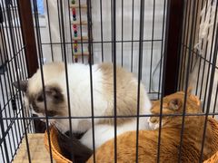 -四月宠物医院·猫专科·心脏专科·内科(转塘店)
