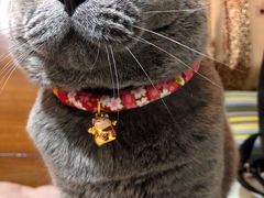 -小尾巴宠物店(万科·金域华庭店)