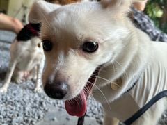 -J Create城市露营咖啡·简餐·宠物(上海动物园店)