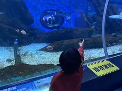 -海合安武汉极地海洋公园