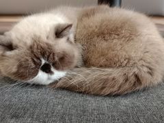 -喵园·猫主题咖啡厅·撸猫·猫咖(国贸店)