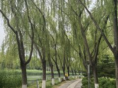 -大兴滨河森林公园