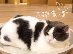 -CAT’S MEWSTAR CAFE·喵星球猫屋(晴湾咖啡店)