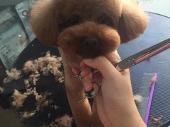 -萌萌喵宠物(百水芊城阅水坊店)