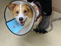 -爱侣宠医·鹦鹉专科·小型哺乳类·异宠专科(灵石路店)