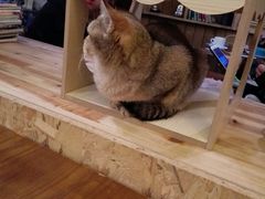 -猫色咖啡·猫咖