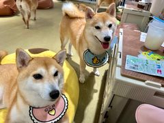-逗柴咖啡屋·狗咖猫咖宠物桌游