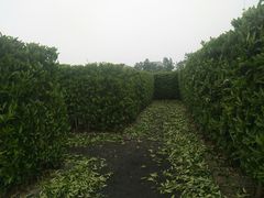 -上海鲜花港