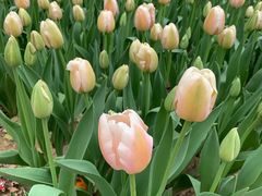 -洛阳郁金香牡丹园