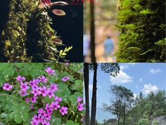 -梭布垭石林景区