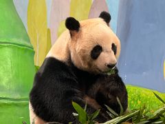 -广州长隆野生动物世界