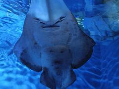 -上海海洋水族馆