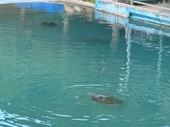 -广东惠东海龟国家级自然保护区