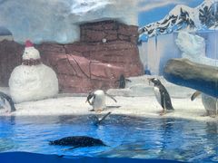 -海合安成都极地海洋公园