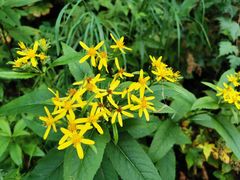 -峡谷浮石林景区