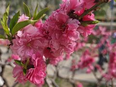 -海棠花溪(元大都城垣遗址公园)
