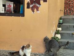 -猫岛主趣味餐厅(鼓浪屿店)