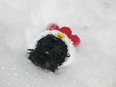 -Oh My Dog宠物沙龙(伊珊娜皮毛护理店)