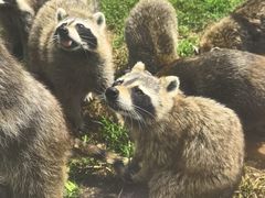 -秦皇岛野生动物园
