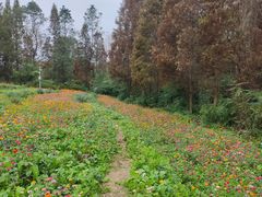 -桤木河湿地公园