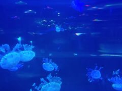 -重庆欢乐海底世界