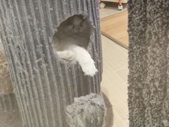 -momokira米努特·德文卷毛猫·棉花面纱犬