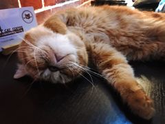 -猫友咖啡店(玉林西路店)