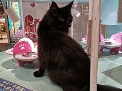 -猫小院猫主题餐厅(三里屯店)