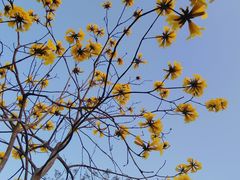 -天适樱花悠乐园