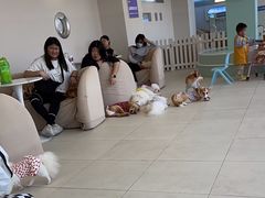 -怪兽屋·羊驼·猫咖·狗咖(俊华广场店)