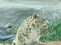 -青藏高原野生动物园