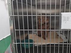-利又安动物医院··老年病·猫科犬科·中兽医