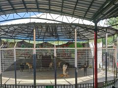 -贵州森林野生动物园