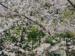 -苏州上方山国家森林公园