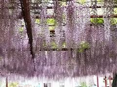 -嘉定紫藤园