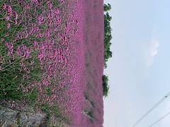 -紫颐香薰山谷景区