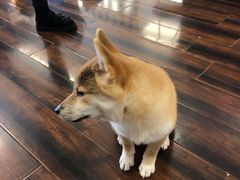 -豆柴町-柴犬主题狗咖(红鼎国际C座店)