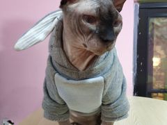 -李小姐の猫咖啡馆(五角场店)