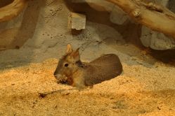 -Zoolung Zoolung动物主题公园(海信广场店)