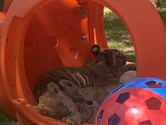 -西霞口神雕山野生动物世界