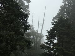 -阿里山神木遗迹
